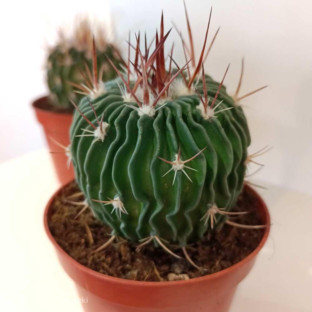 Echinofossulocactus multicostatus-kaktus falisty