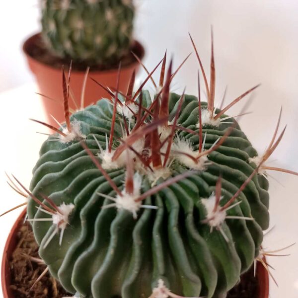 Echinofossulocactus multicostatus-kaktus falisty