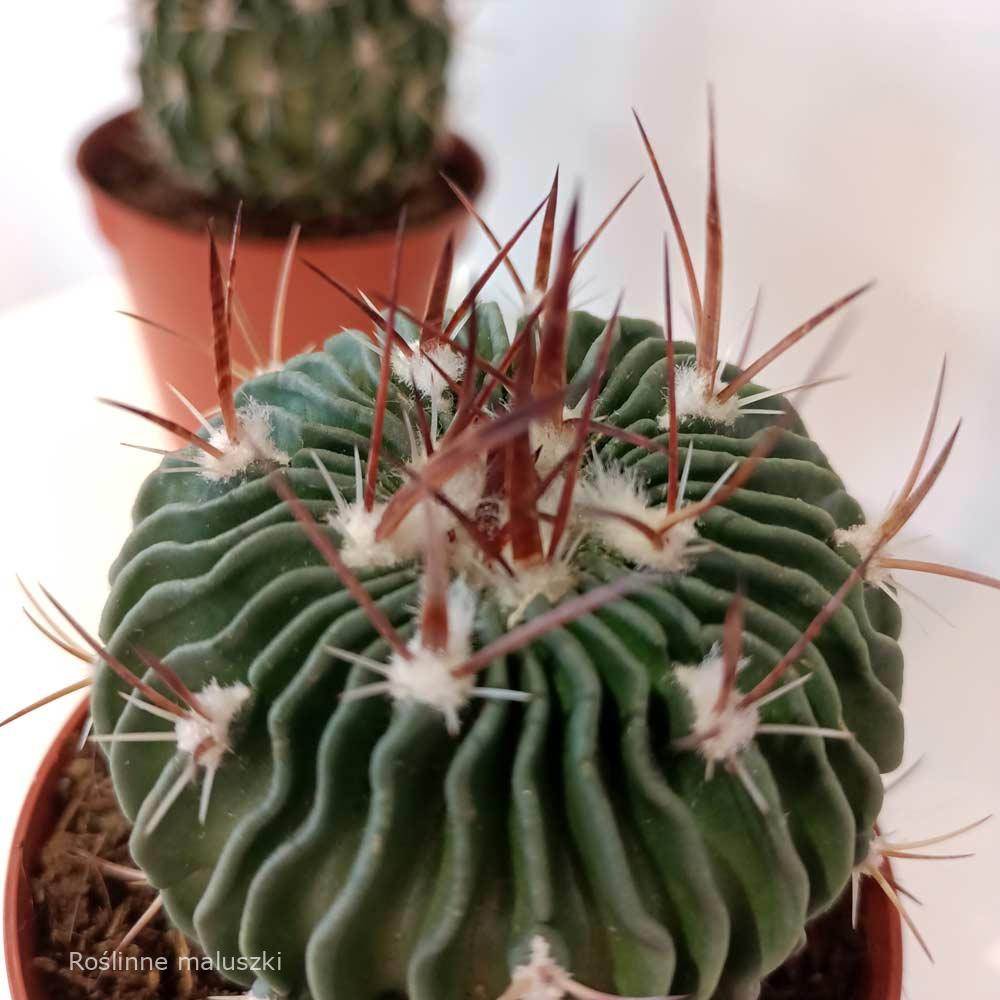 Echinofossulocactus multicostatus-kaktus falisty