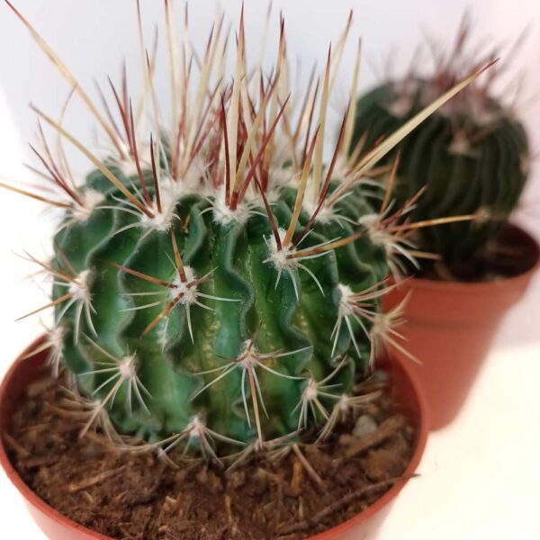 Echinofossulocactus multicostatus-kaktus falisty