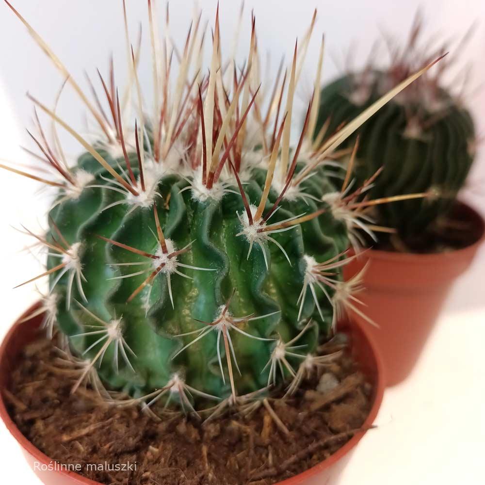 Echinofossulocactus multicostatus-kaktus falisty