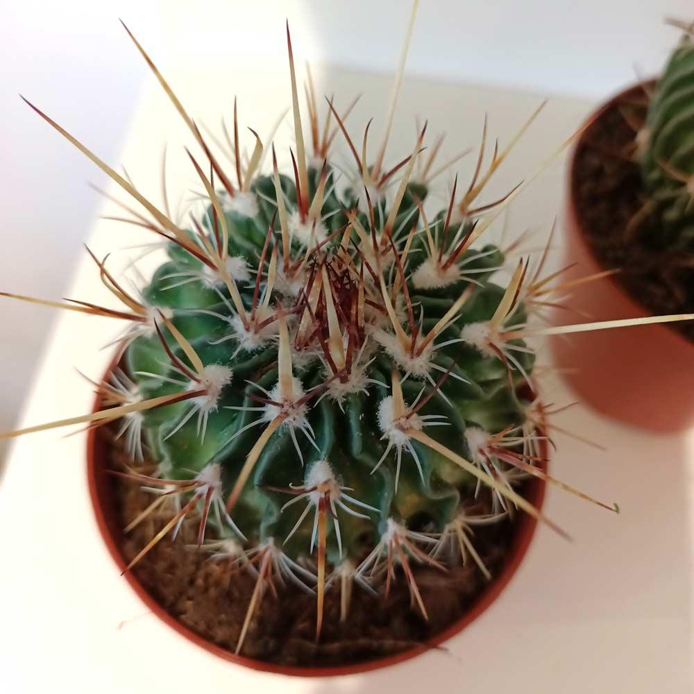 Echinofossulocactus multicostatus-kaktus falisty