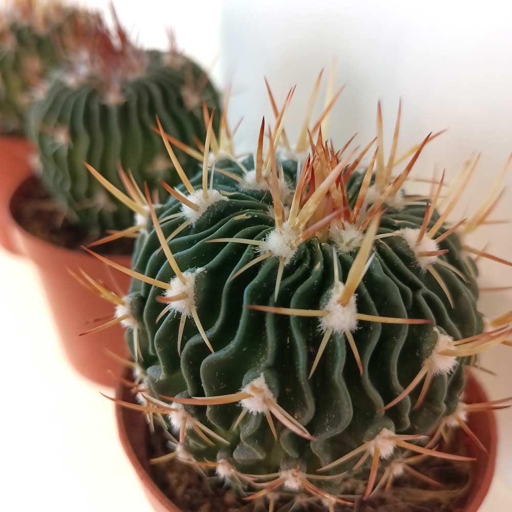 Echinofossulocactus multicostatus-kaktus falisty