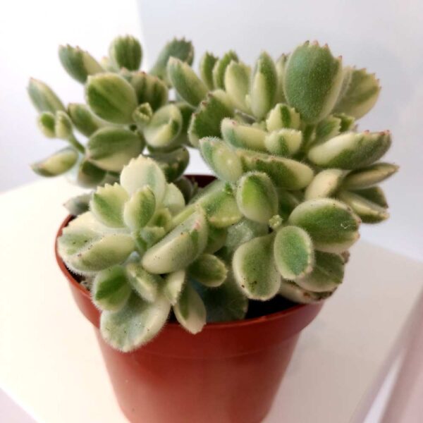 Cotyledon pendens variegata