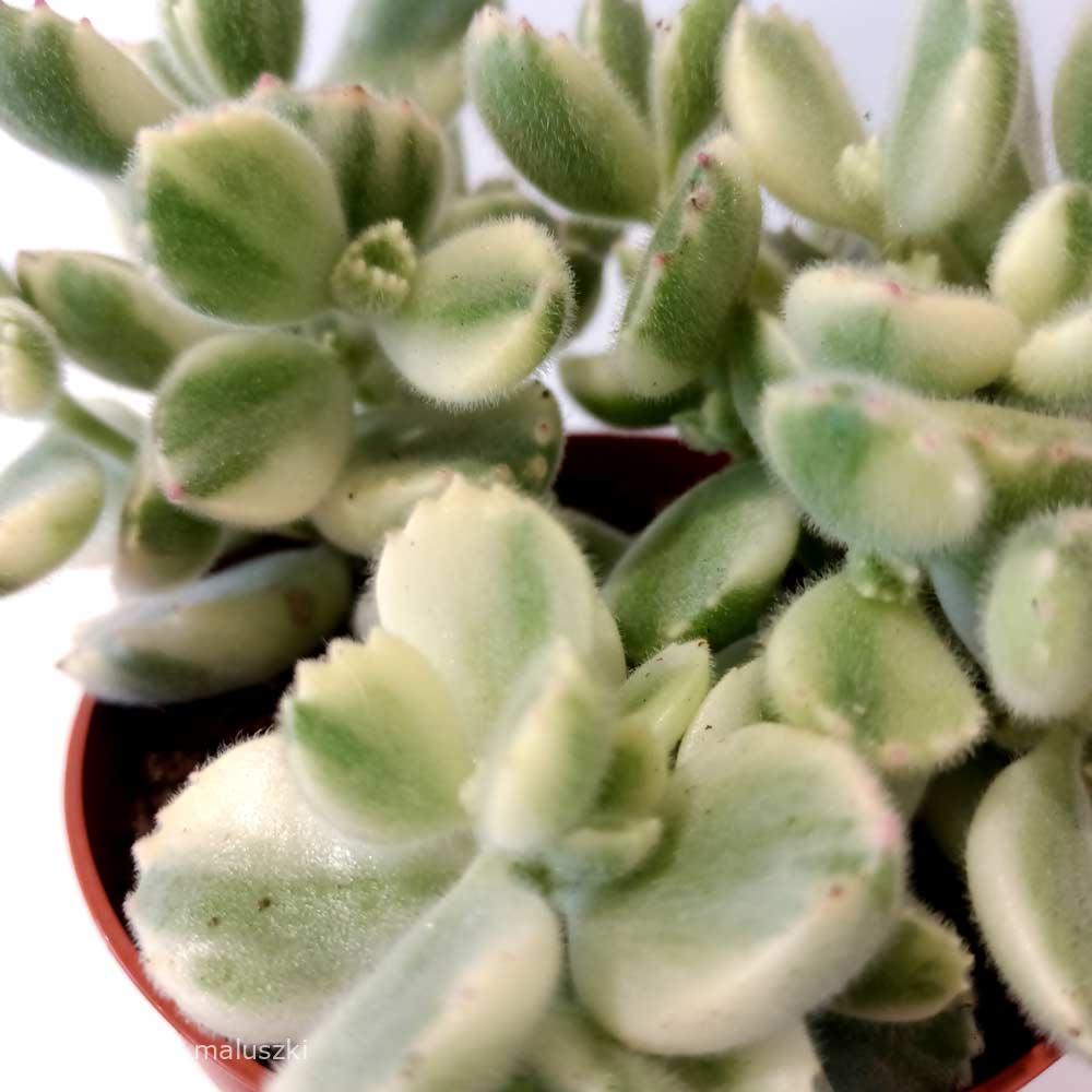 Cotyledon pendens variegata