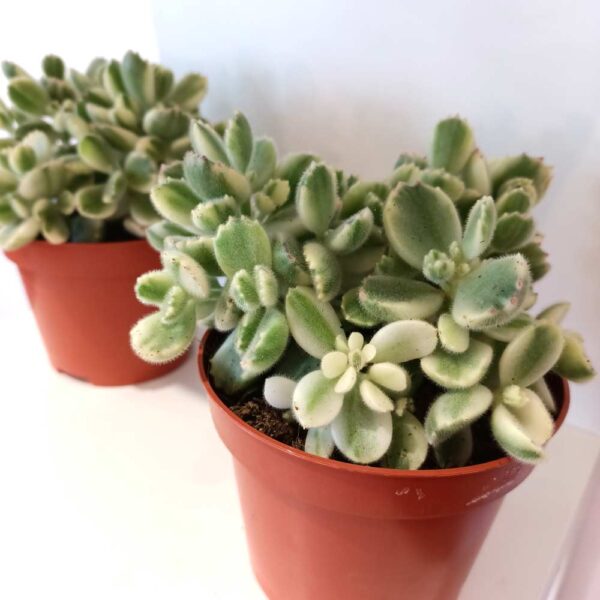 Cotyledon pendens variegata