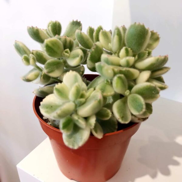 Cotyledon pendens variegata