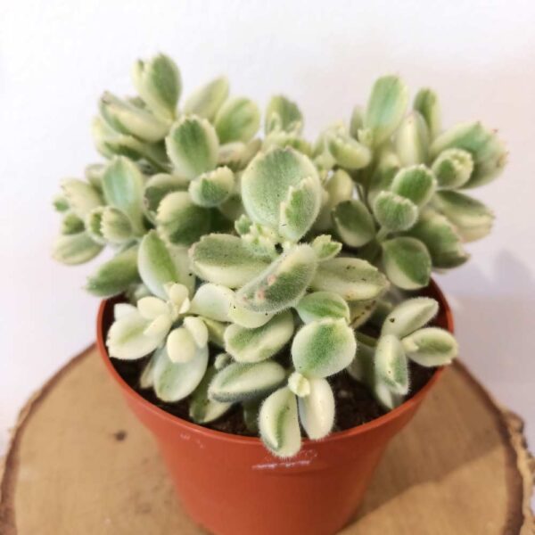 Cotyledon pendens variegata