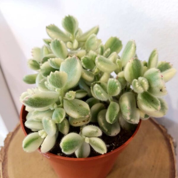 Cotyledon pendens variegata