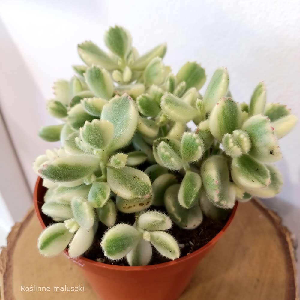 Cotyledon pendens variegata