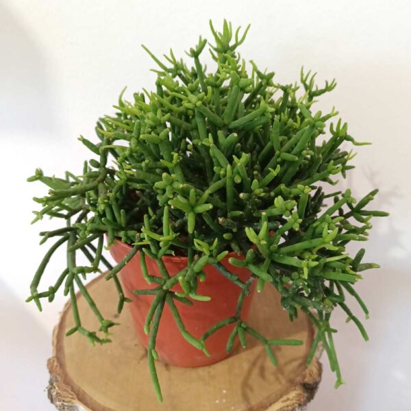 Rhipsalis heteroclada Easy Clada