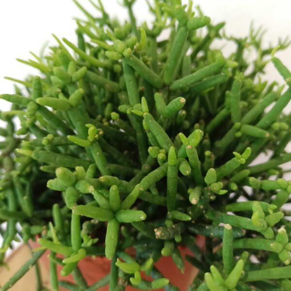 Rhipsalis heteroclada Easy Clada