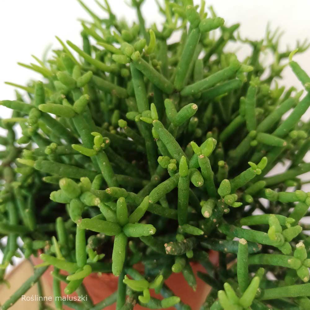 Rhipsalis heteroclada Easy Clada