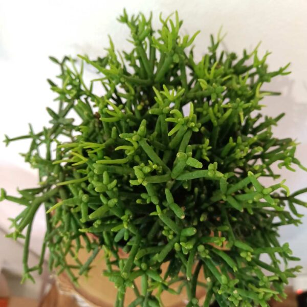 Rhipsalis heteroclada Easy Clada