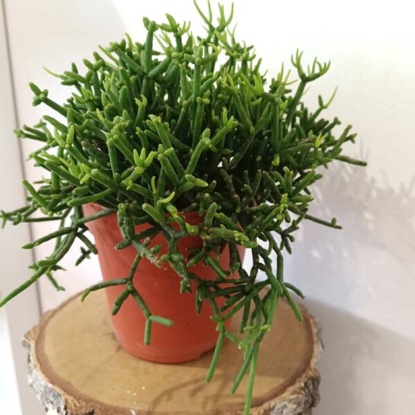 Rhipsalis heteroclada Easy Clada