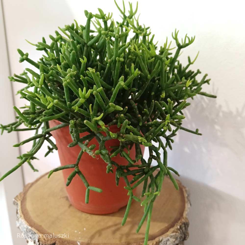 Rhipsalis heteroclada Easy Clada