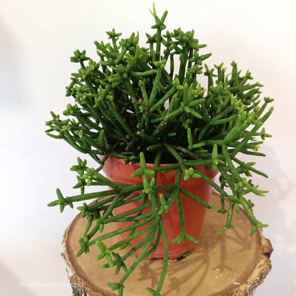 Rhipsalis heteroclada Easy Clada