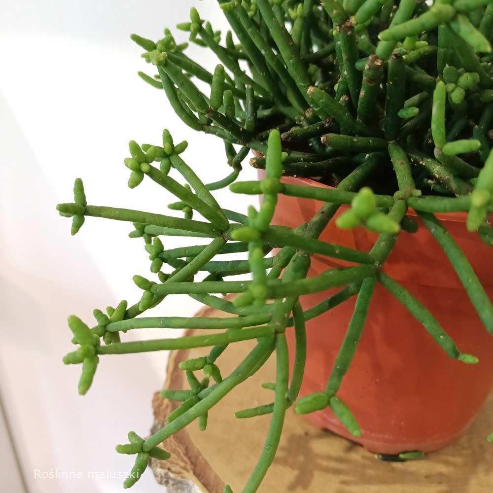 Rhipsalis heteroclada Easy Clada