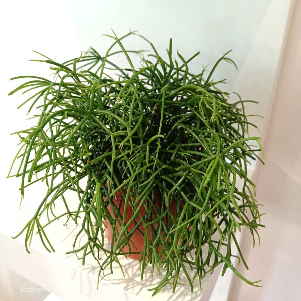 Rhipsalis Cassutha