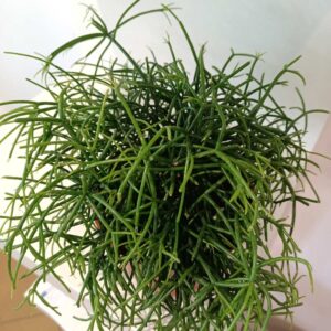 Rhipsalis Cassutha