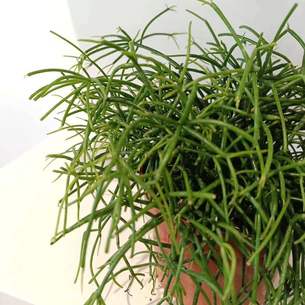 Rhipsalis Cassutha