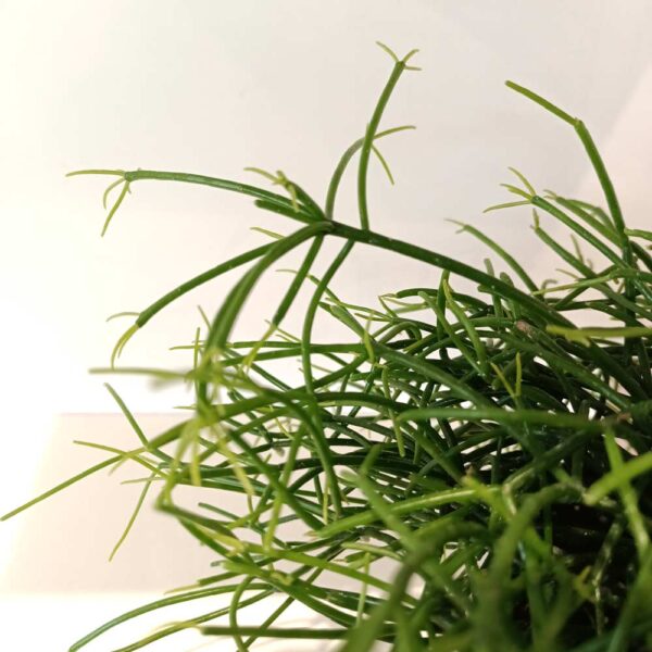 Rhipsalis Cassutha