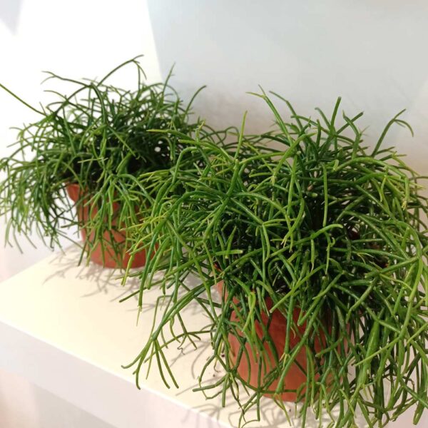 Rhipsalis Cassutha