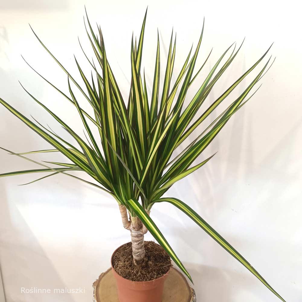 Dracaena marginata Sunray