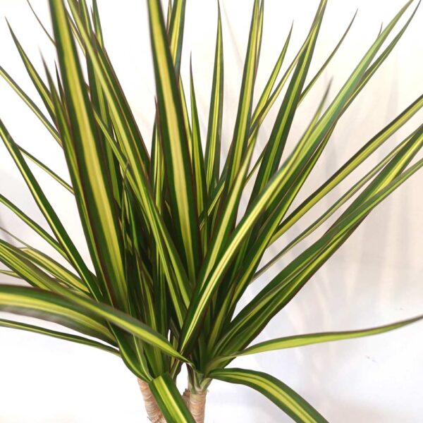 Dracaena marginata Sunray