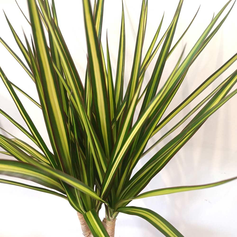 Dracaena marginata Sunray