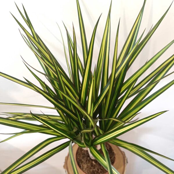 Dracaena marginata Sunray