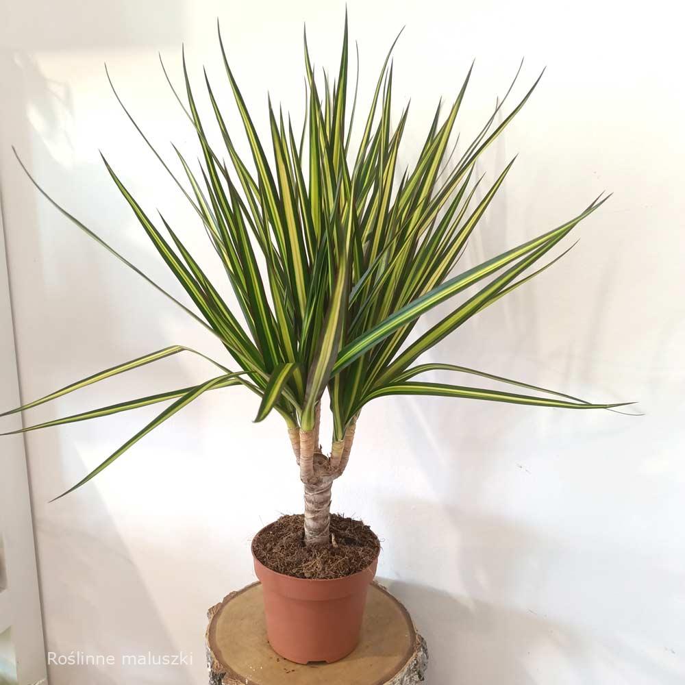 Dracaena marginata Sunray