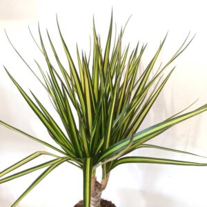 Dracaena marginata Sunray