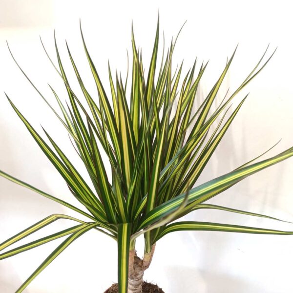 Dracaena marginata Sunray