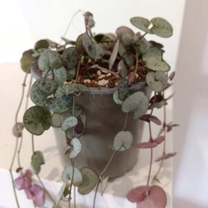 Ceropegia woodii Silver Glory