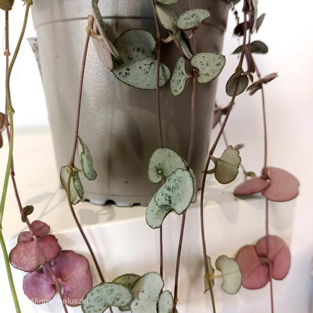 Ceropegia woodii Silver Glory