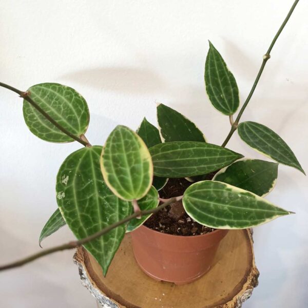 Hoya macrophylla Albomarginata