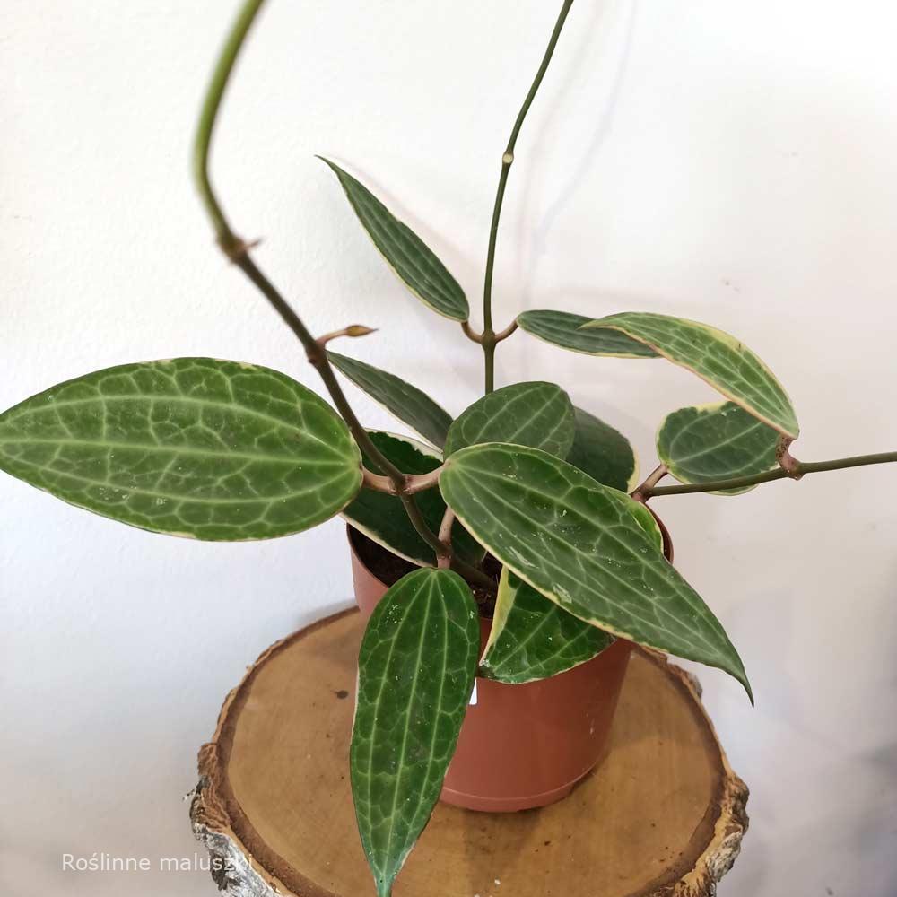 Hoya macrophylla Albomarginata