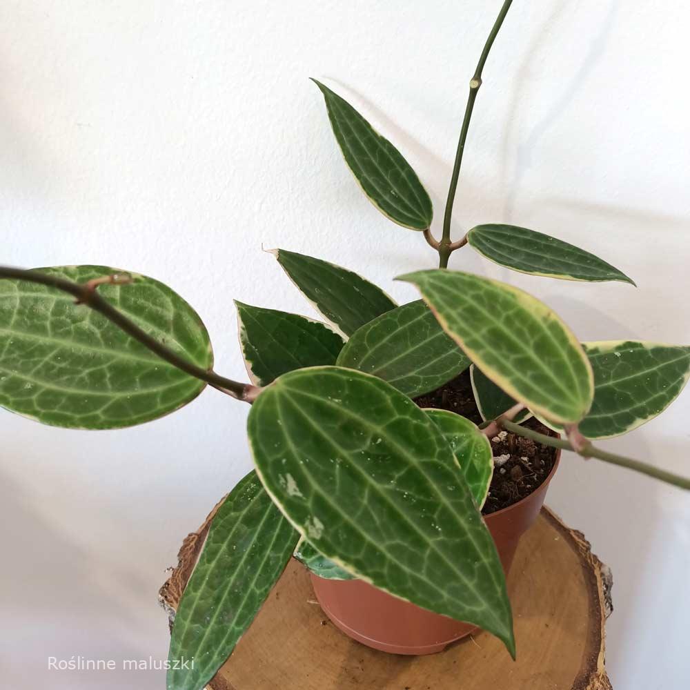 Hoya macrophylla Albomarginata