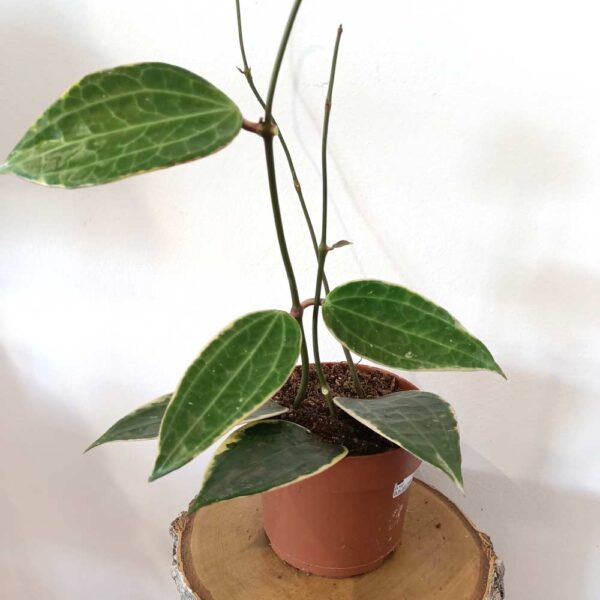 Hoya macrophylla Albomarginata