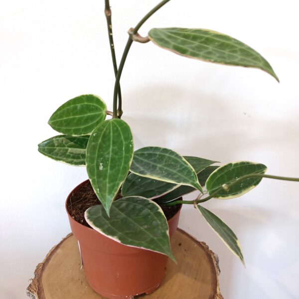 Hoya macrophylla Albomarginata