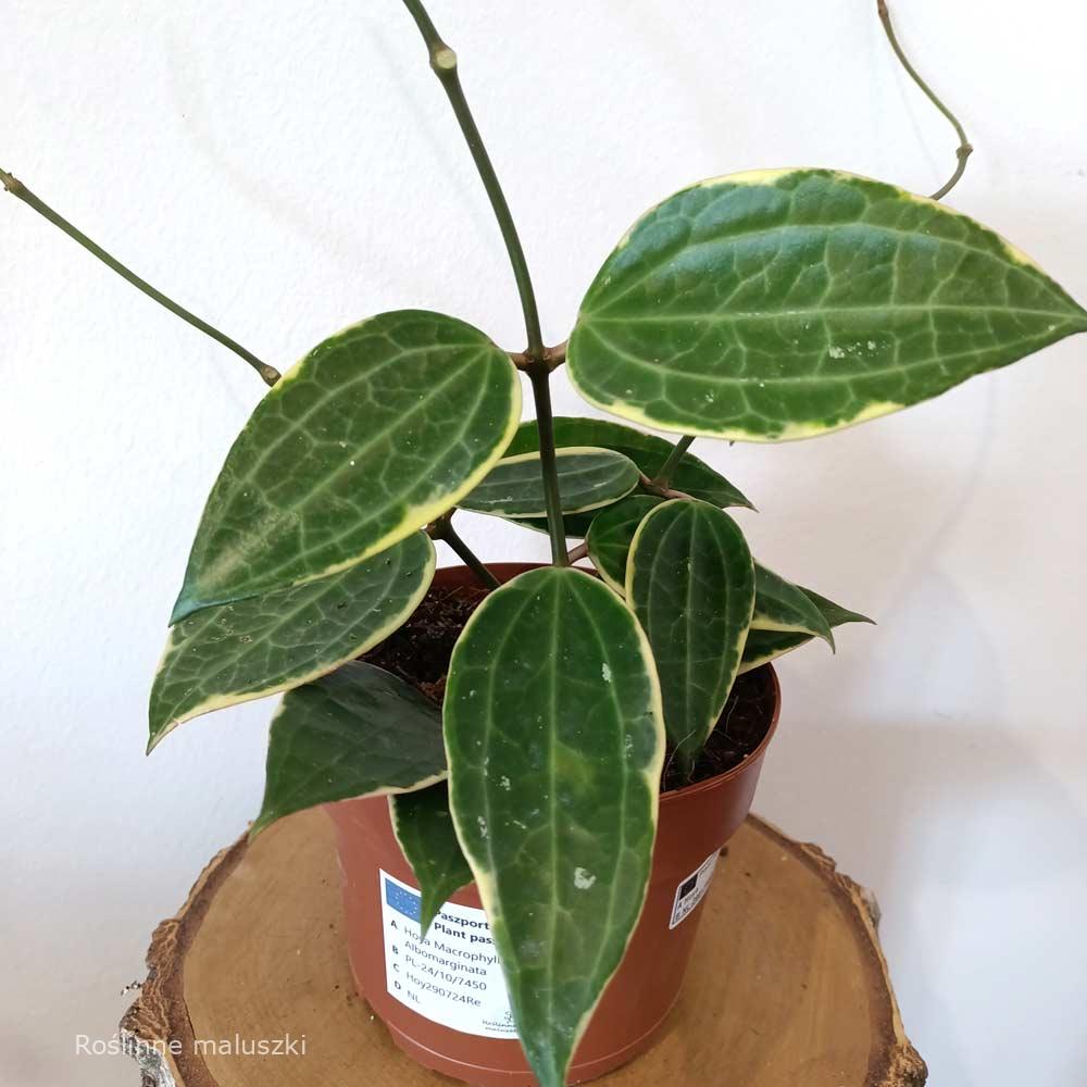 Hoya macrophylla Albomarginata