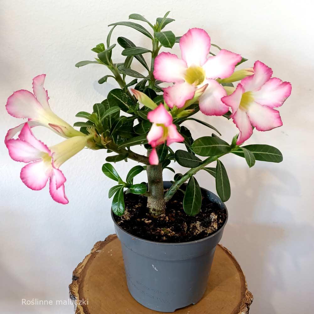 Adenium obesum