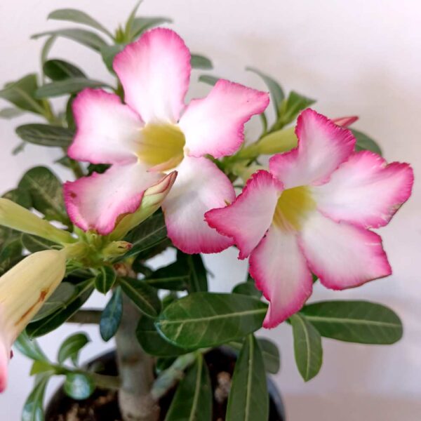 Adenium obesum