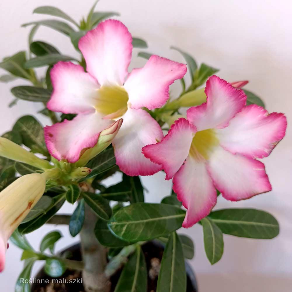 Adenium obesum