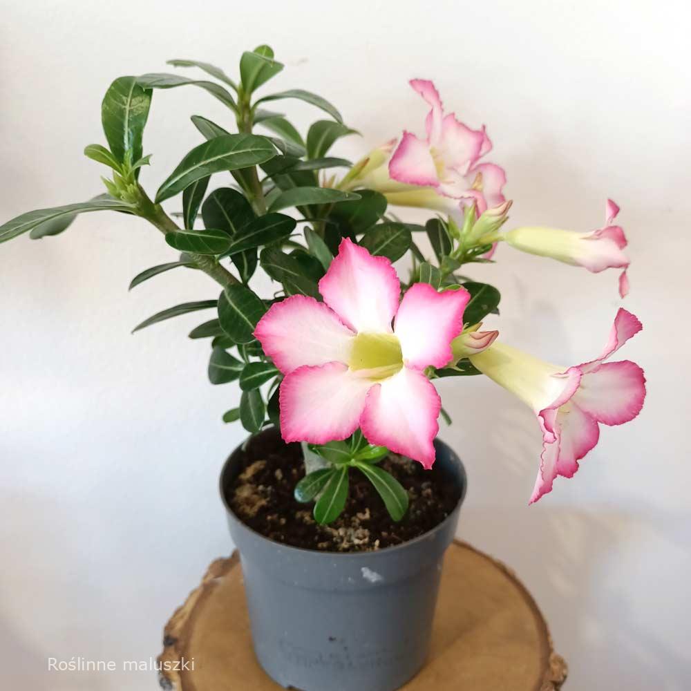 Adenium obesum