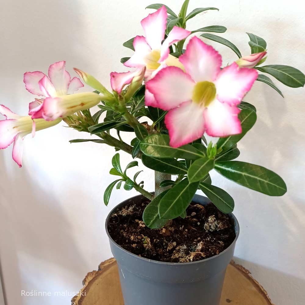 Adenium obesum