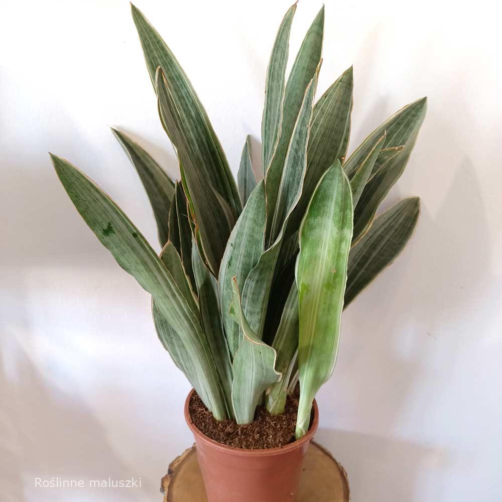 Sansevieria aubrytiana Sayuri