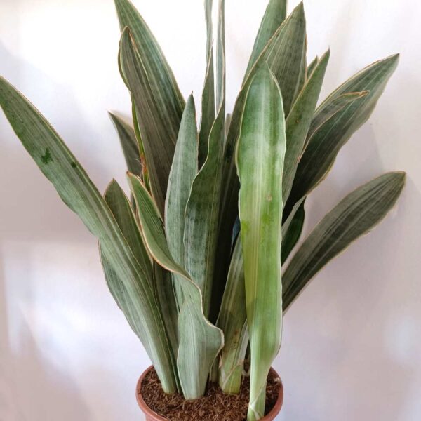 Sansevieria aubrytiana Sayuri