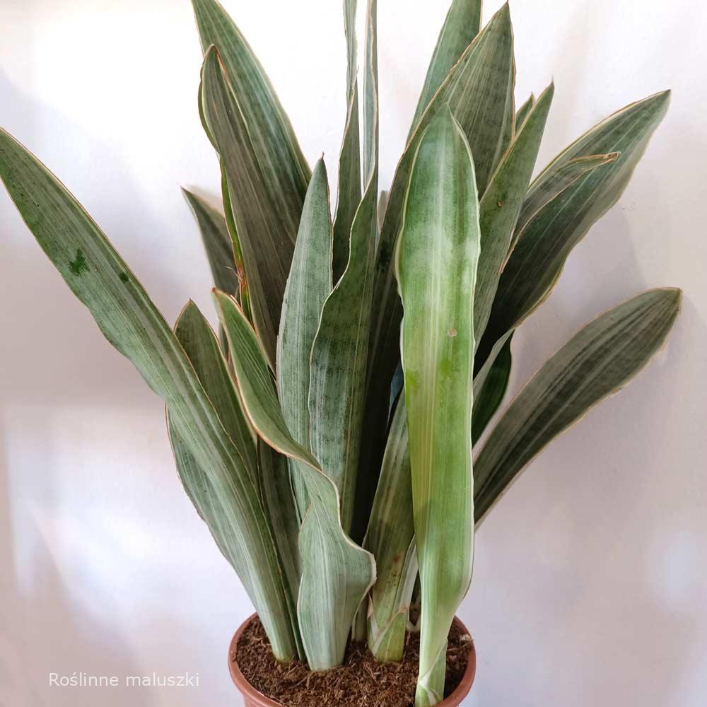 Sansevieria aubrytiana Sayuri